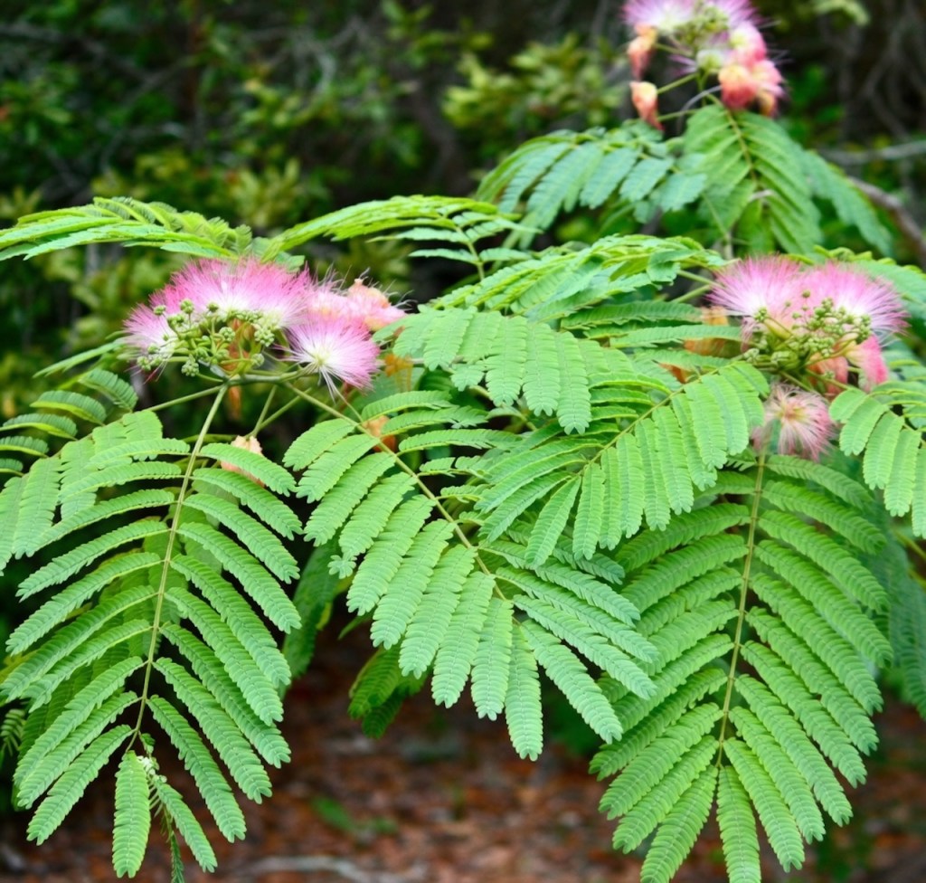 Image:  Mimosa  -   Phillip’s Natural World  https://majikphil.blogspot.com/2011/05/sensitive-plant-and-mimosa.html?_escaped_fragment_ 