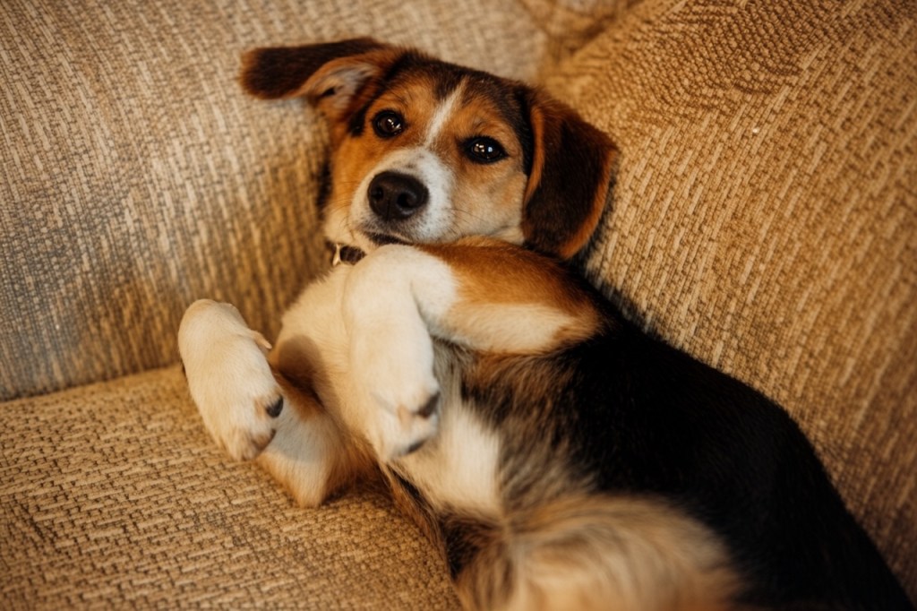 Image: Wendell - Beloved Family Dog - Family Album