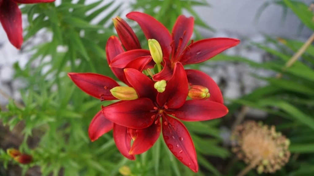 https://www.epicgardening.com/red-lily-varieties/